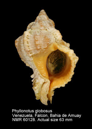 Phyllonotus globosus.jpg - Phyllonotus globosusEmmons,1858